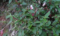 Monochaetum floribundum