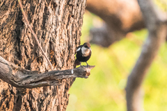 Myrmecocichla arnotti