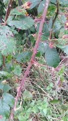 Rubus lindleianus