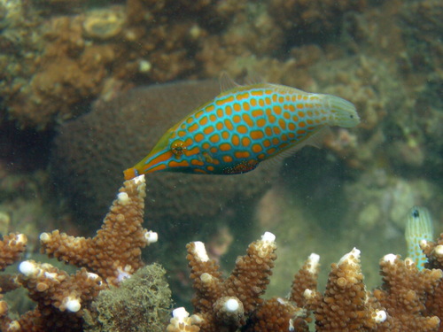 Longnose Filefish (Oxymonacanthus longirostris)