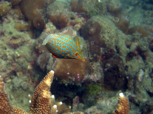 Longnose Filefish (Oxymonacanthus longirostris)