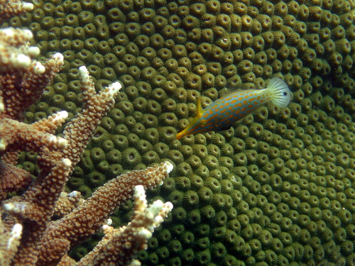 Longnose Filefish — seen at this dive site
