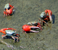 Paraleptuca splendida