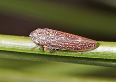 Graphocephala confluens
