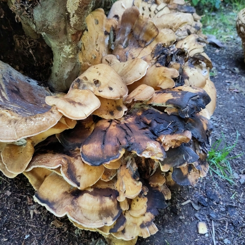 Riesenporling