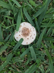 Chlorophyllum molybdites image