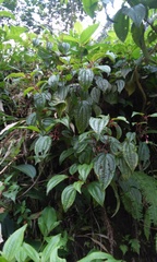 Miconia cornoides