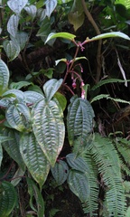 Miconia cornoides