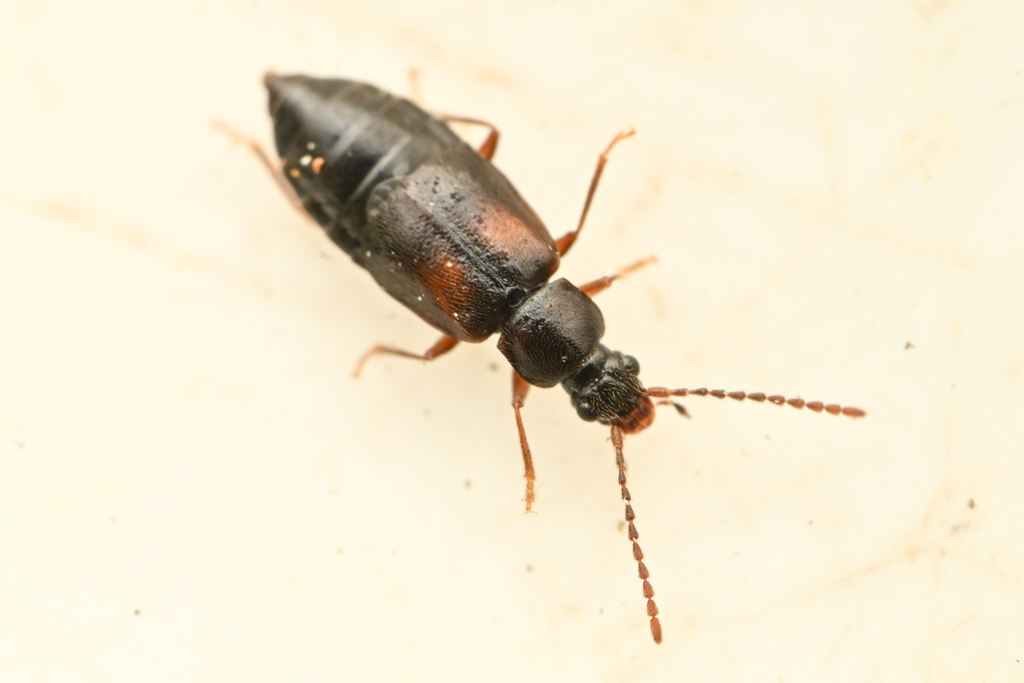 Microedus austinianus