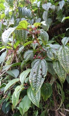 Miconia cornoides