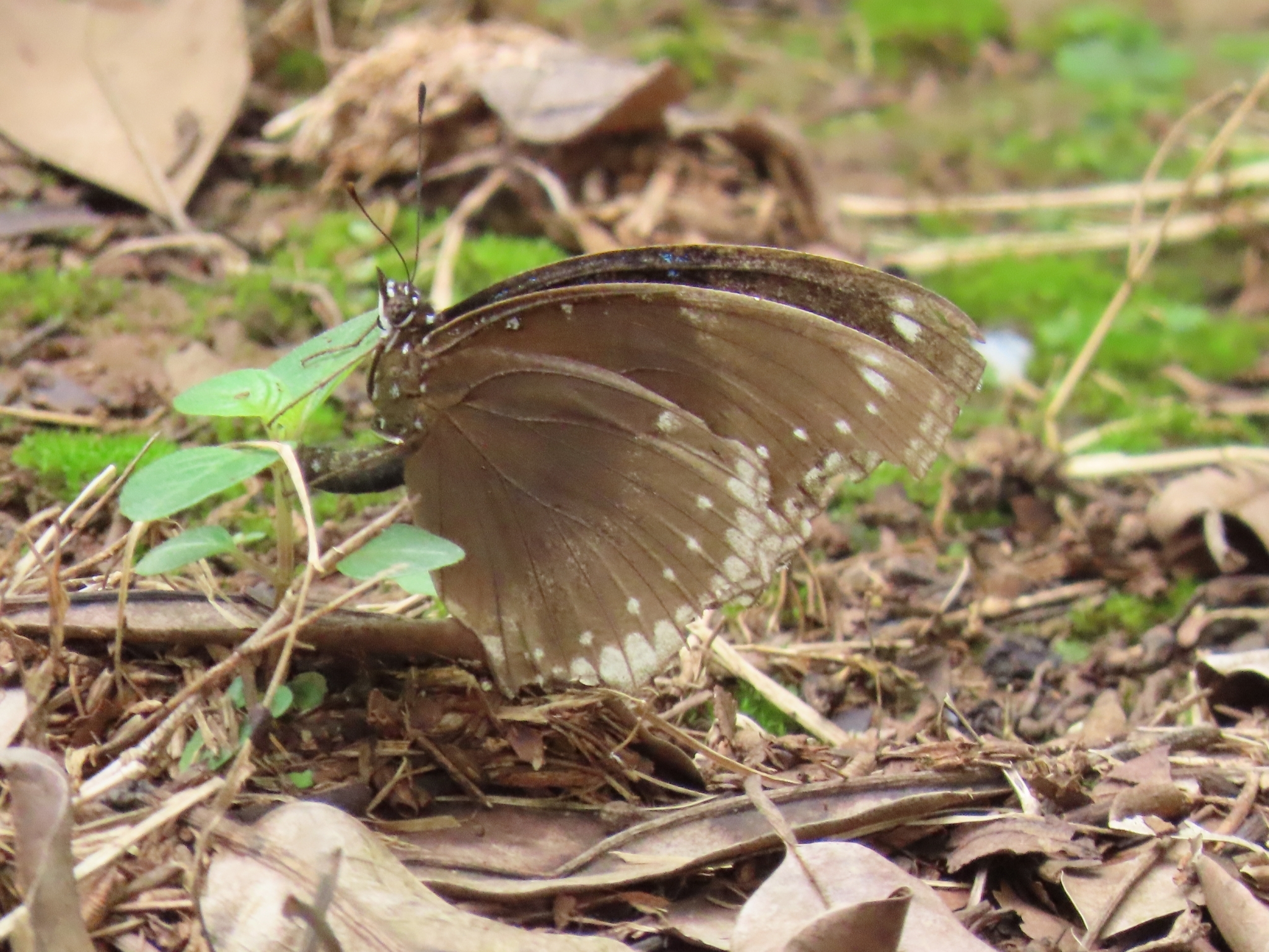 Great Eggfly