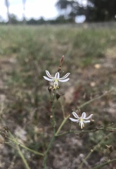 Trachyandra flexifolia