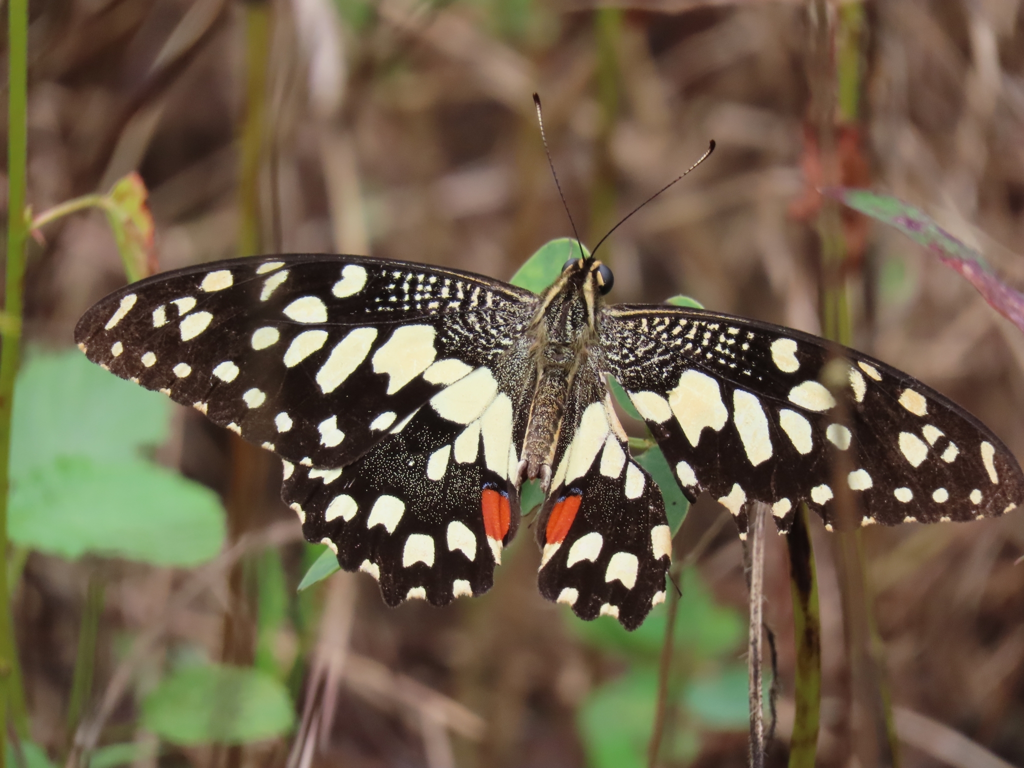 Lime Swallowtail