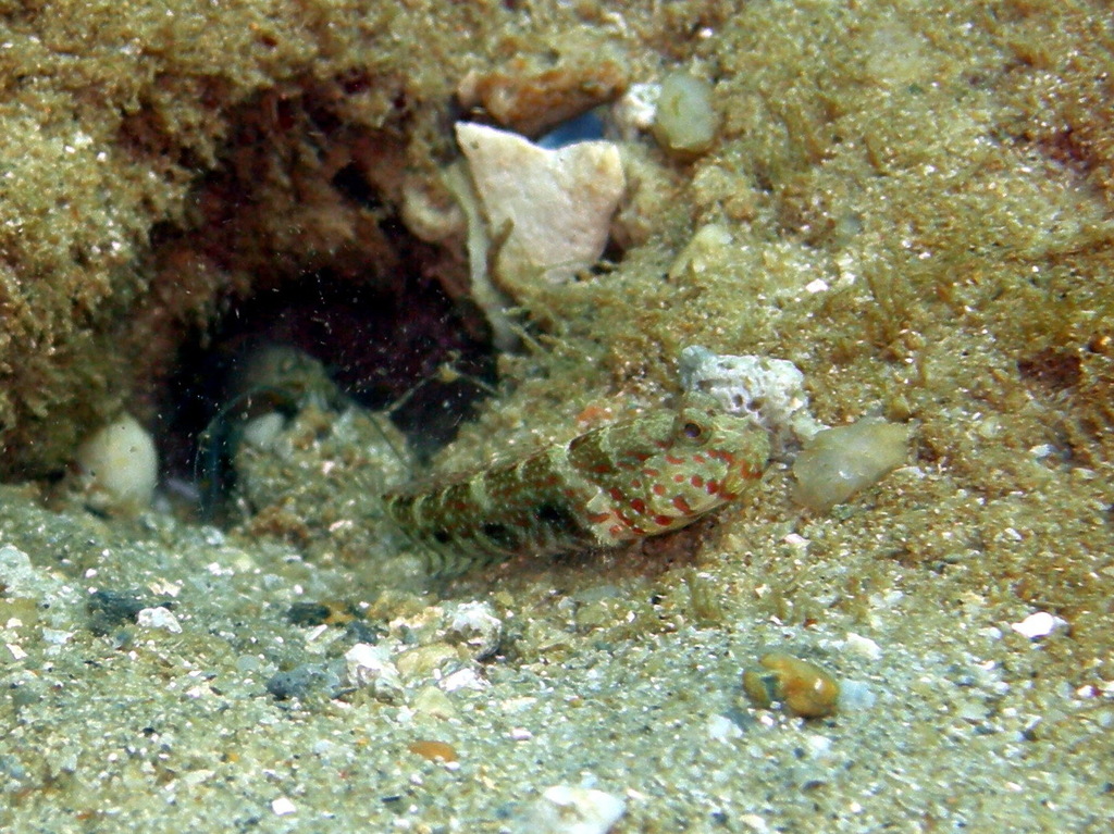 Blue-speckled Prawn-goby
