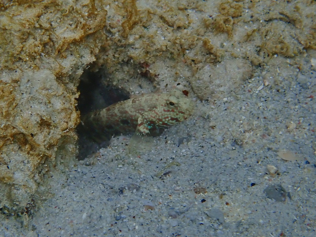 Blue-speckled Prawn-goby