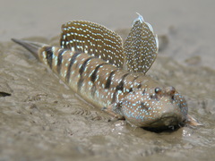 Goggle-Eyed Goby photo 2