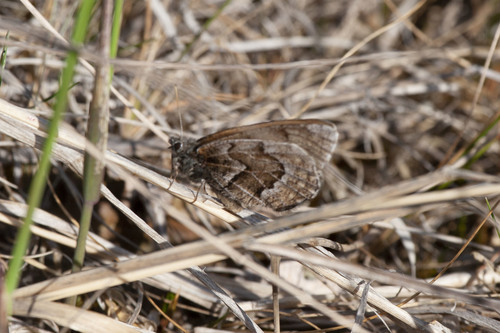 White-veined Arctic photo 4
