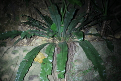 Thamnopteris