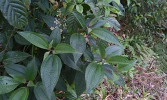 Miconia glaberrima