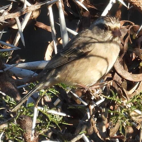 Streaky-headed Seedeater (Crithagra gularis), photo 3
