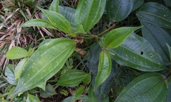 Miconia glaberrima