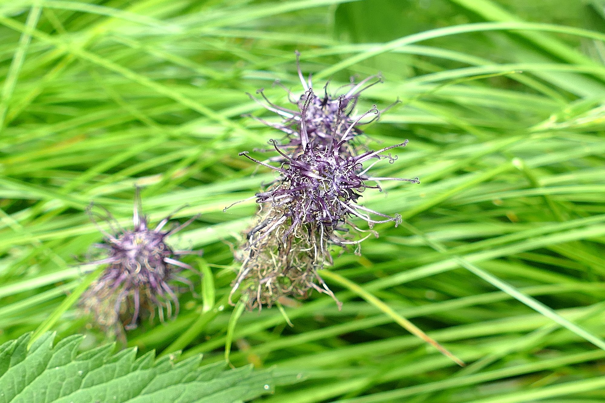 Black Rampion (Phyteuma nigrum)