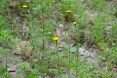 Oncosiphon pilulifer