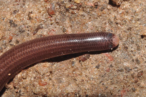 Photo of a Pernambuco Worm Snake (Amerotyphlops paucisquamus)