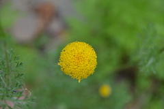 Oncosiphon pilulifer