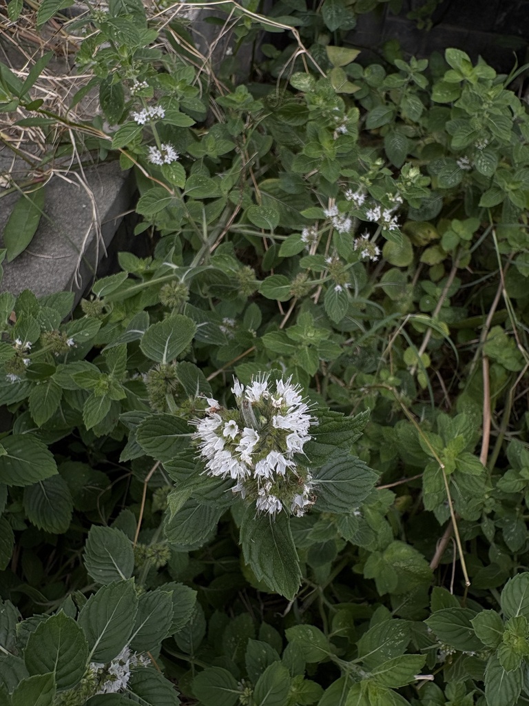 Watermint watermint from 龙游县城区绿道, 衢州市, 浙江省, CN on June 29, 2025 at 01:58 PM by ...