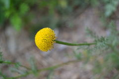 Oncosiphon pilulifer