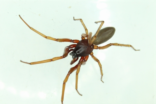 Harpactea rubicunda · iNaturalist