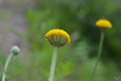 Oncosiphon pilulifer