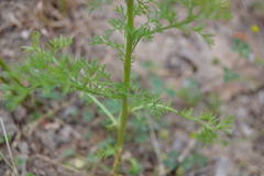 Oncosiphon pilulifer