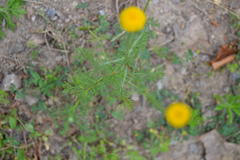 Oncosiphon pilulifer