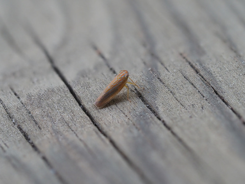 Calamotettix taeniatus