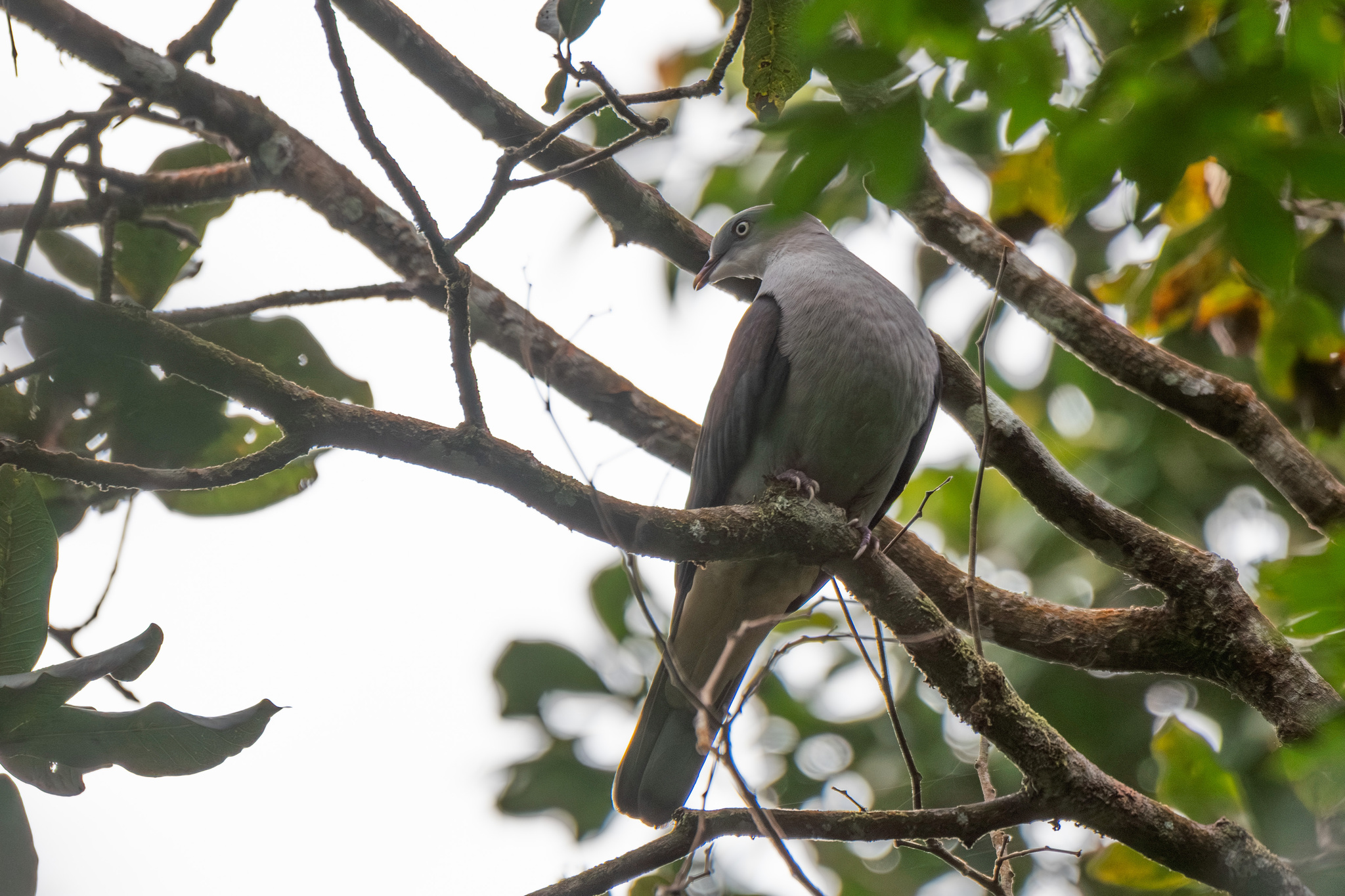 Mountain Imperial Pigeon