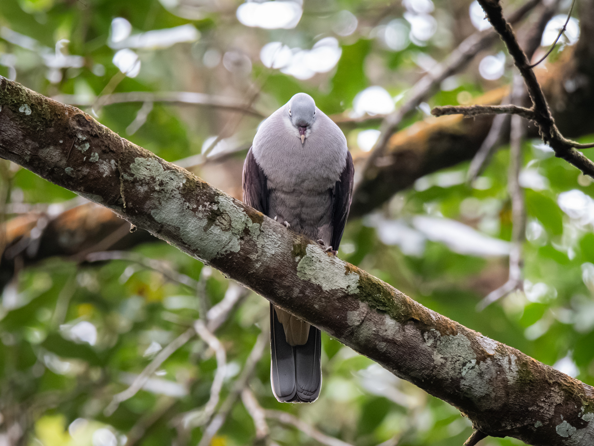 Mountain Imperial Pigeon