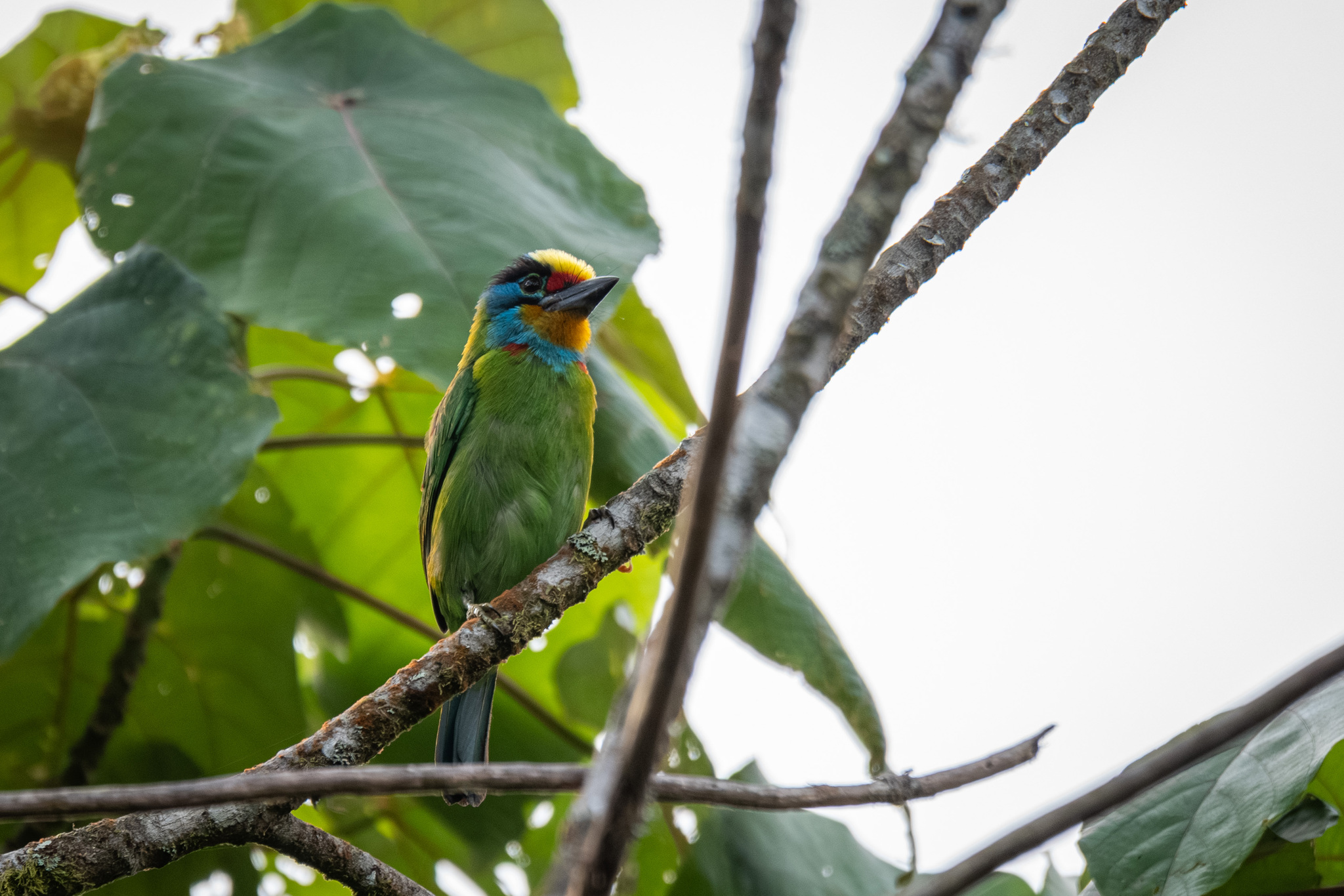 Black-browed Barbet