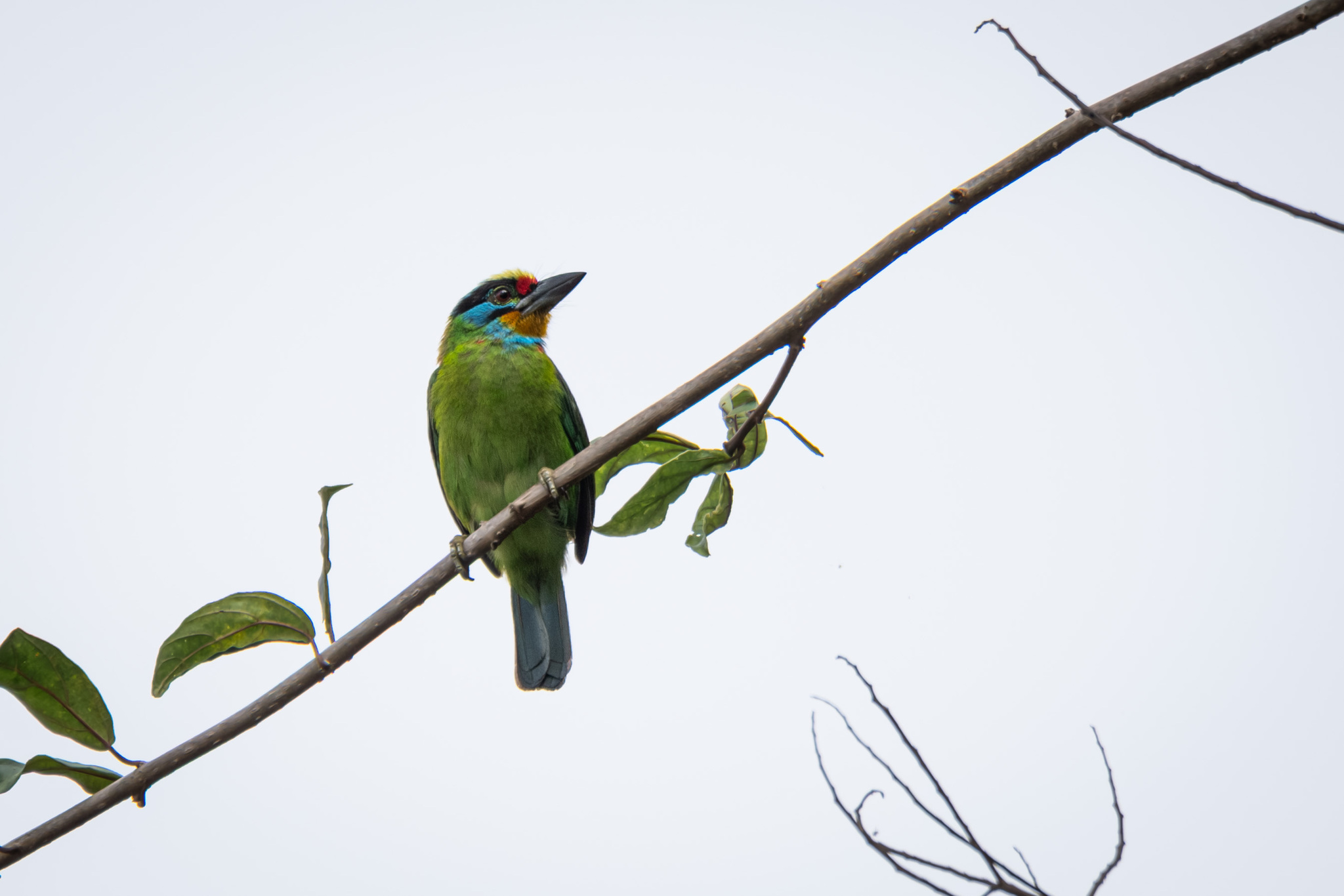 Black-browed Barbet