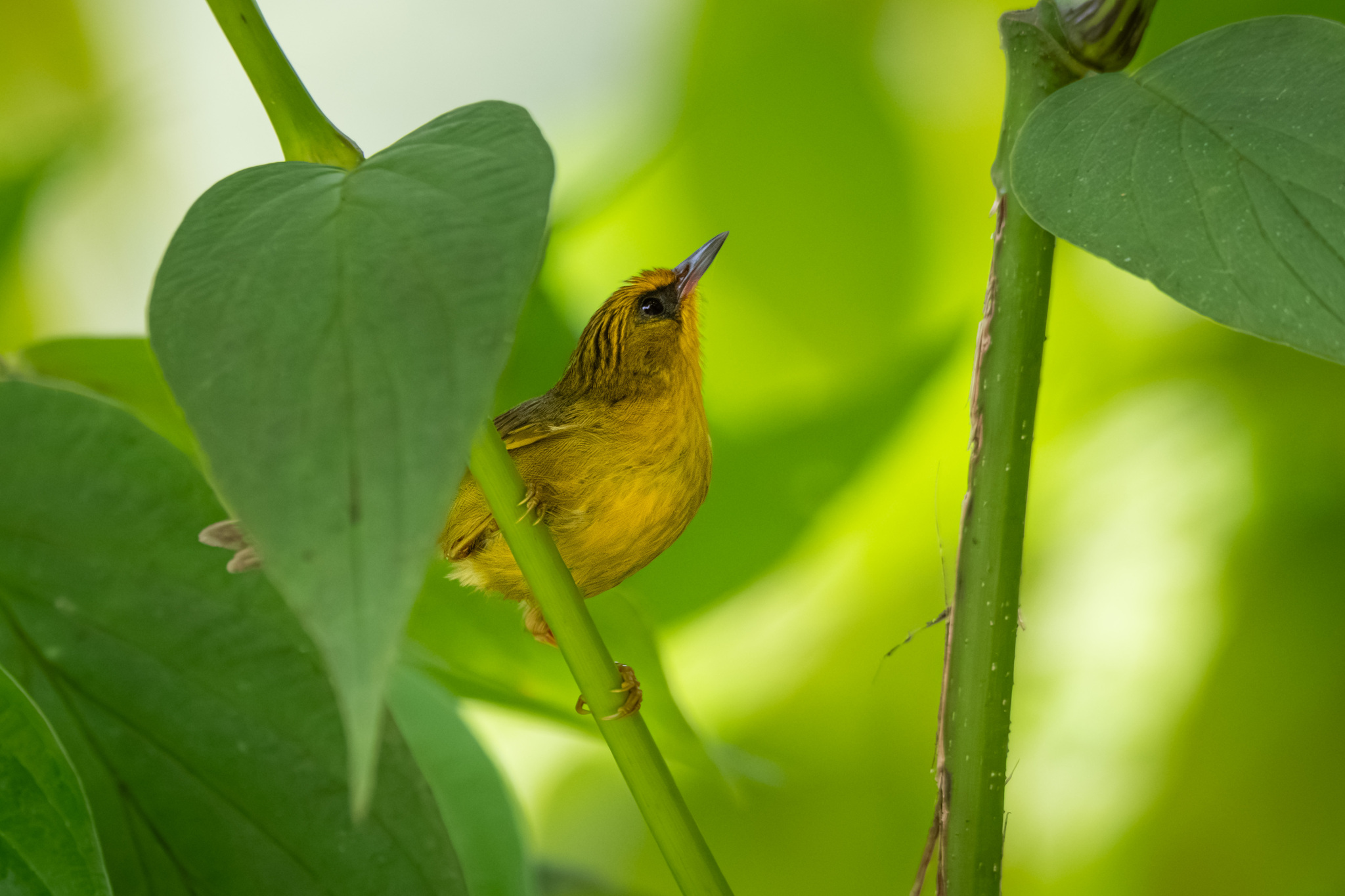 Golden Babbler