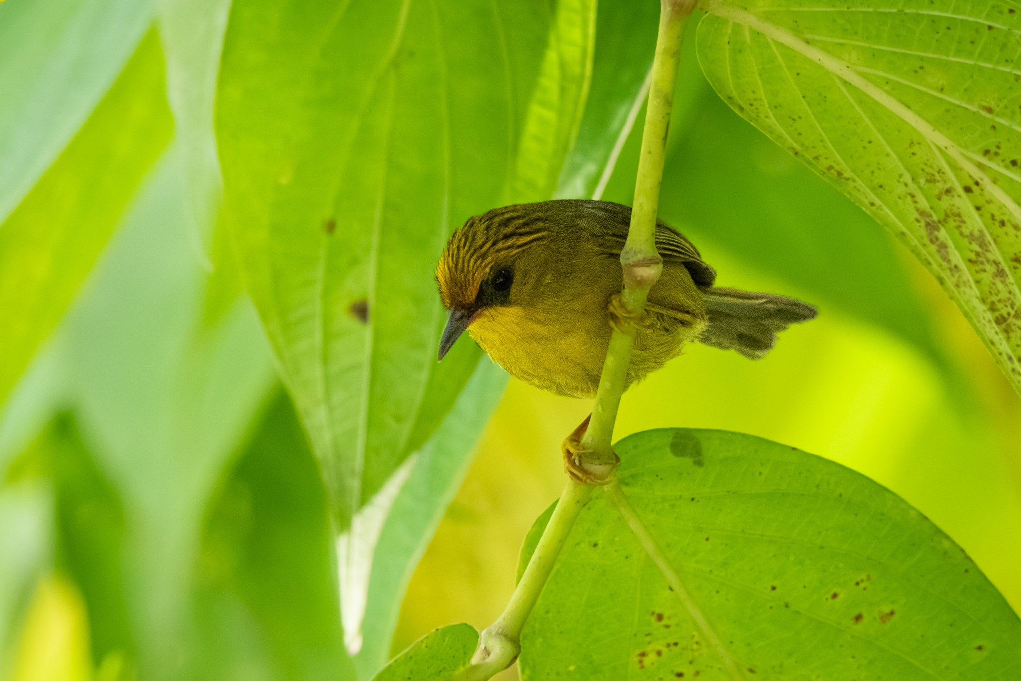 Golden Babbler