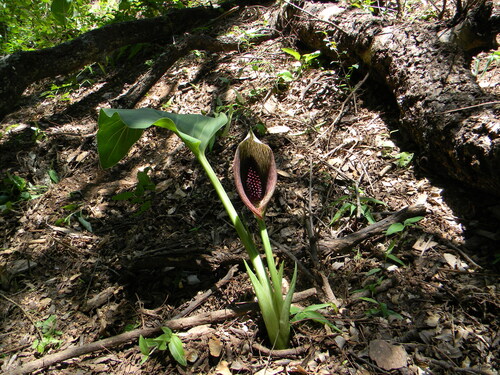 Synandrospadix vermitoxicus, photograph 5