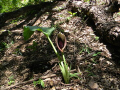 author not stated, no rights reserved Synandrospadix vermitoxicus, photograph author not stated, no rights reserved