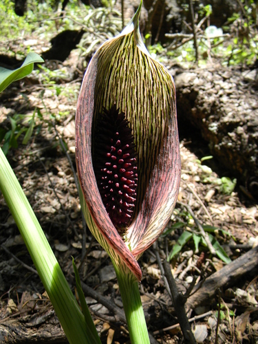 Synandrospadix vermitoxicus, photograph 3