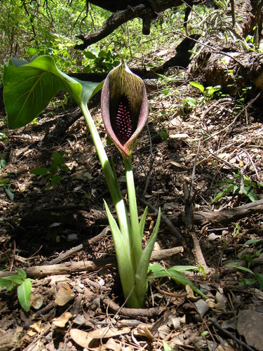 Synandrospadix vermitoxicus, photograph 4