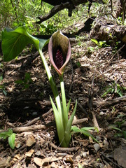 author not stated, no rights reserved Synandrospadix vermitoxicus, photograph author not stated, no rights reserved
