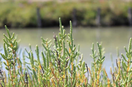 Salicornia fruticosa (L.) L.