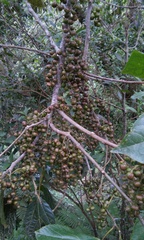 Alchornea latifolia
