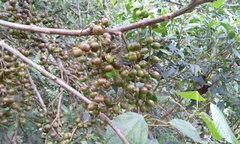 Alchornea latifolia
